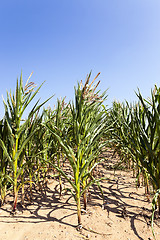 Image showing unripe green corn 