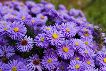 Image showing purple flowers , close-up 