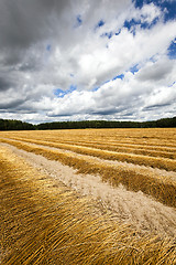 Image showing  Agricultural field ,  flax  