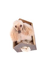 Image showing poodle and small home