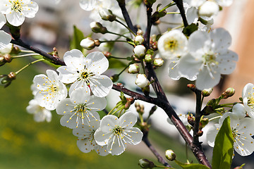 Image showing cherry blossom ,  spring  