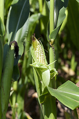 Image showing corn field .  green  