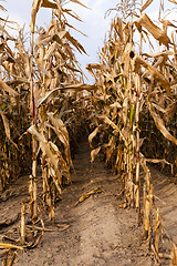 Image showing ripe corn in the agricultural field  