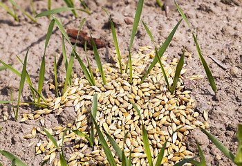 Image showing little sprout Cereal 