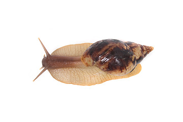 Image showing snail