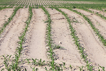 Image showing agricultural field with corn  