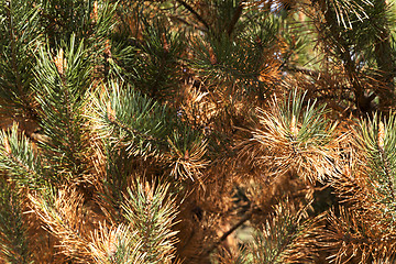 Image showing dried spruce, close-up  