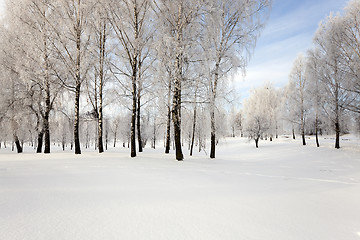 Image showing trees in winter  