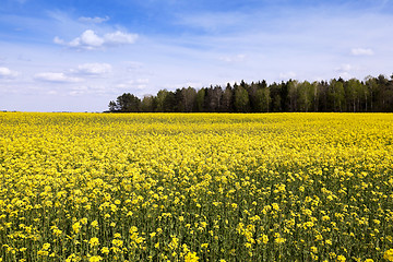 Image showing Field with rape  