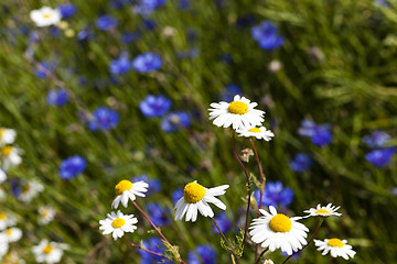 Image showing chamomile with cornflowers 