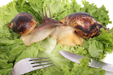 Image showing snails as dinner