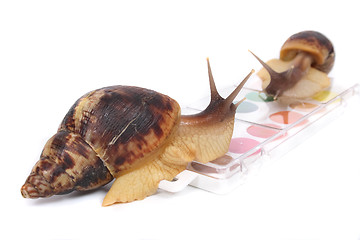 Image showing snails and watercolors