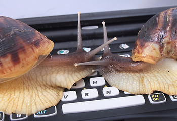 Image showing snails and keyboard