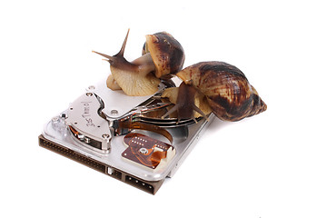 Image showing snails and data