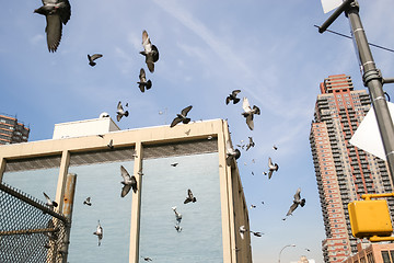 Image showing Pigeons flying in Manhattan