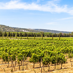 Image showing Provence vineyard