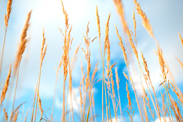 Image showing Grass ears.