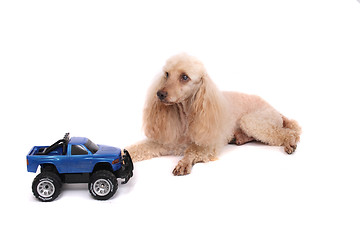 Image showing poodle and the car