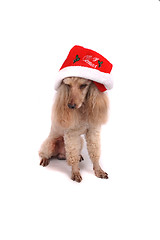 Image showing poodle and the xmas