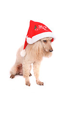 Image showing poodle and the xmas