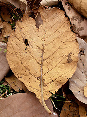 Image showing Dead Teak Leaf