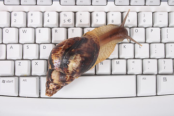 Image showing snail and keyboard