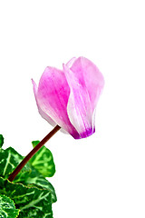 Image showing Cyclamen pink