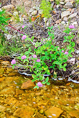 Image showing Clover pink on river bank