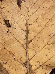 Image showing Dead Teak Leave