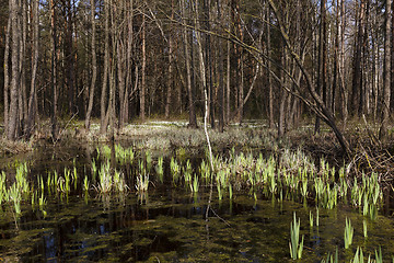 Image showing swamp spring ,  close-up 