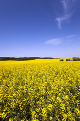 Image showing Rape field . summer