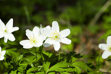 Image showing   white spring flowers.