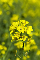 Image showing Flower of rape  