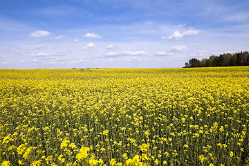 Image showing Field with rape  