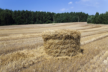 Image showing   cereals during harvest 