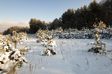 Image showing spruce forest,   winter 
