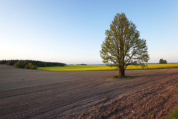 Image showing tree in the field 