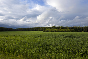 Image showing Agricultural field on which grow oats  