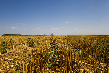 Image showing   harvest of cereals 