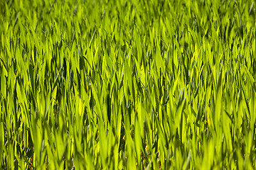 Image showing Wheat close up  