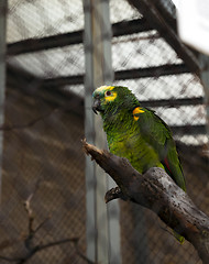 Image showing green parrot ,  zoo