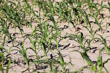 Image showing green corn. Spring 