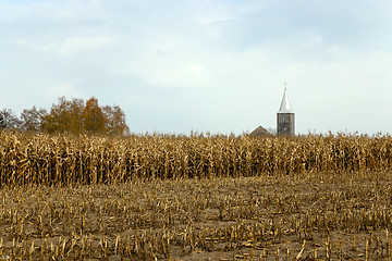 Image showing agricultural field with corn  