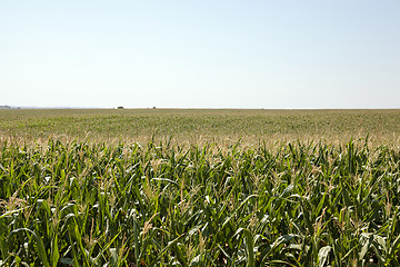 Image showing   grow  immature corn 