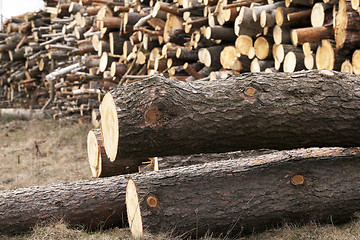 Image showing harvested wood, close-up  