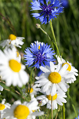 Image showing blue cornflower, cereals