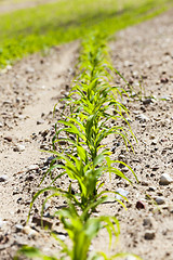 Image showing young sprout of corn  