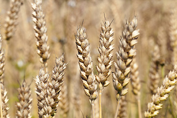 Image showing mature cereal , close-up  