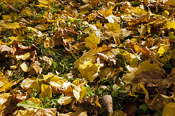 Image showing yellowed foliage . autumn 