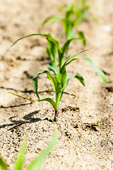 Image showing   new sprout  corn 